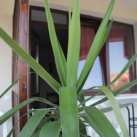 Yankov's House Pensionat Sozopol