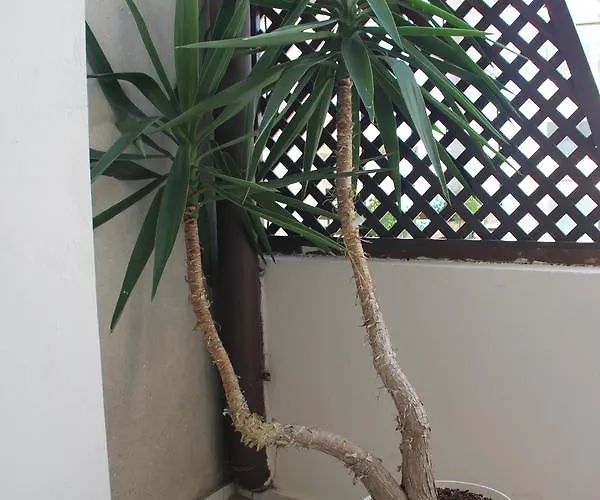 Yankov's House Sozopol